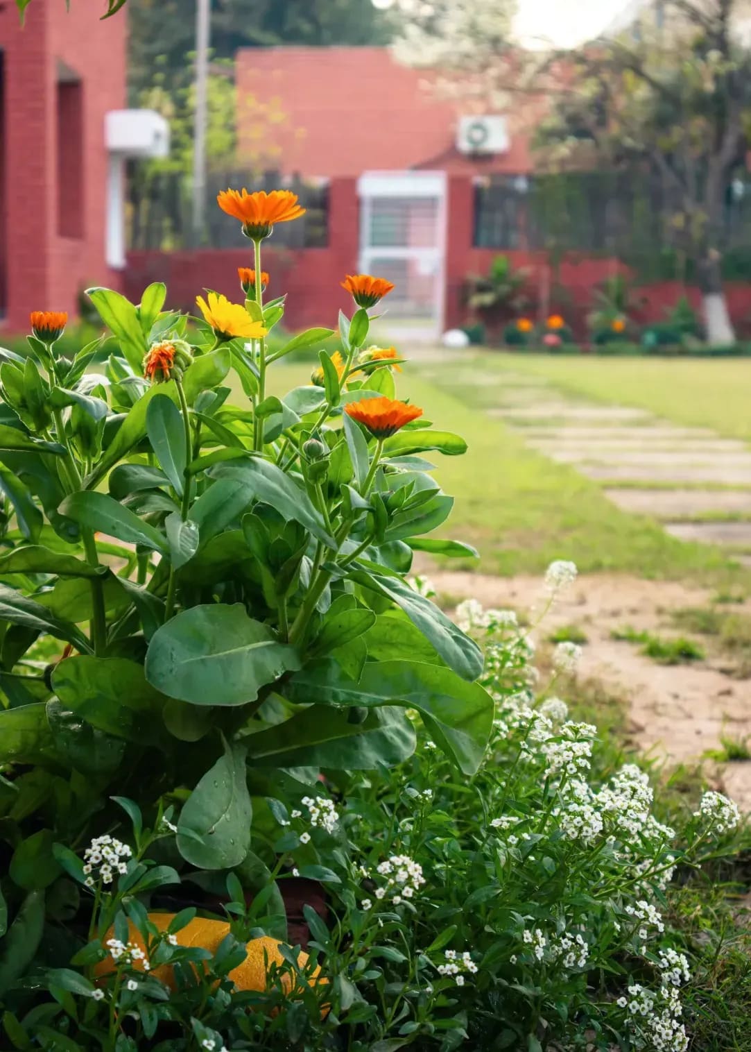 Préparer son jardin pour le printemps : les gestes essentiels