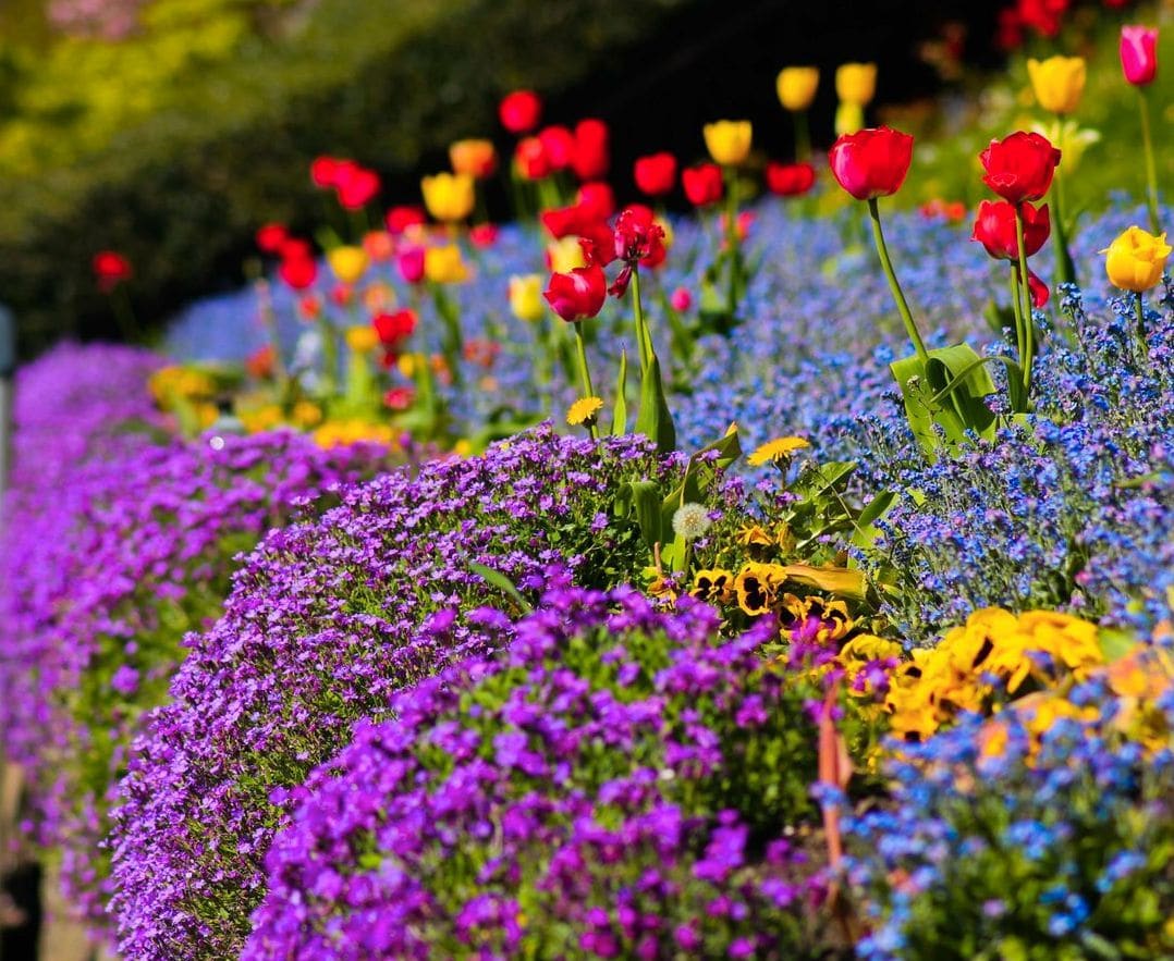 Vert Harmonie Jardin 8